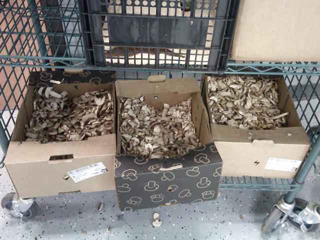Three cardboard boxes of mushroom on the bottom of a shelf .